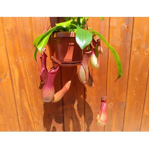Mäsožravý krčiažnik (Nepenthes alata) ´MONKEY JARS´ - výška 20-30 cm, kont. C1L - závesný kvetináč
